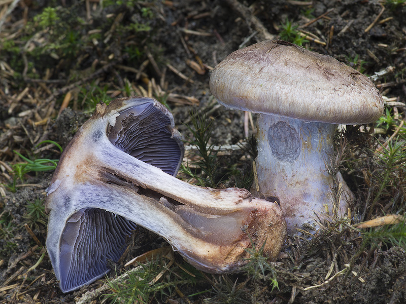 Cortinarius cyanites